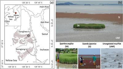 Invasive Spartina anglica Greatly Alters the Rates and Pathways of Organic Carbon Oxidation and Associated Microbial Communities in an Intertidal Wetland of the Han River Estuary, Yellow Sea